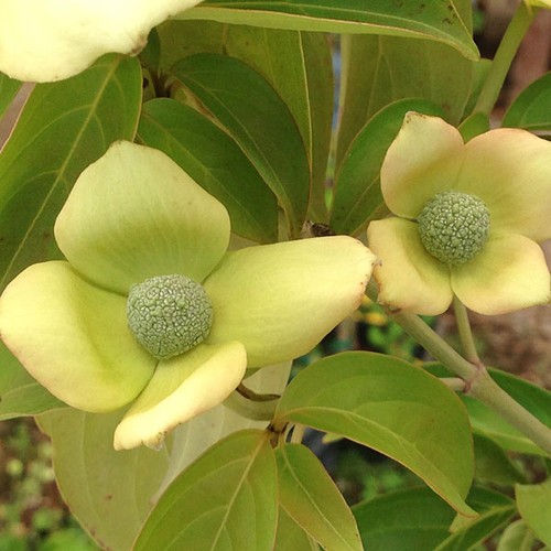 EVERGREEN DOGWOOD Cornus capitata (Mountain Moon)