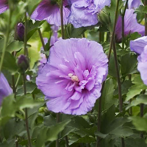 ROSE OF SHARON Hibiscus syriacus (Lavender Chiffon)