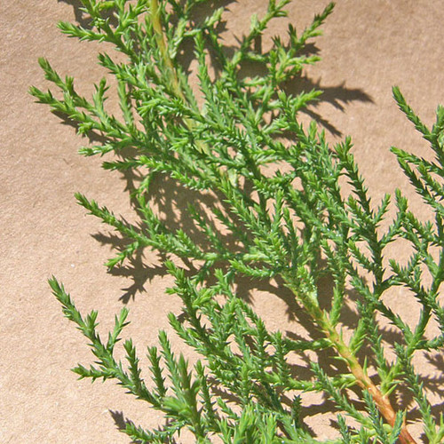 BHUTAN CYPRESS Cupressus torulosa