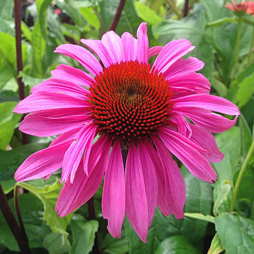 LARGE FLOWERED CONEFLOWER Echinacea  (Merlot)