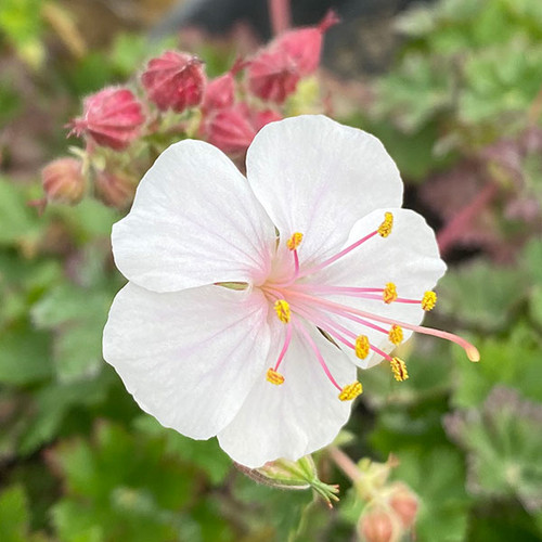 GERANIUM Geranium  cantabrigiense (Biokovo)