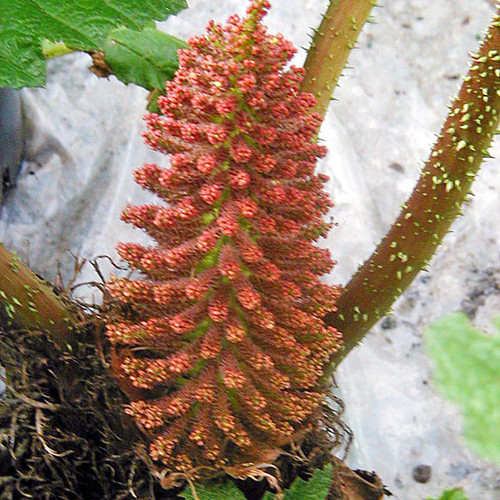 giant rhubarb