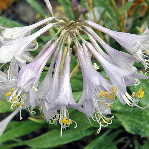 HOSTA Hosta tortifrons