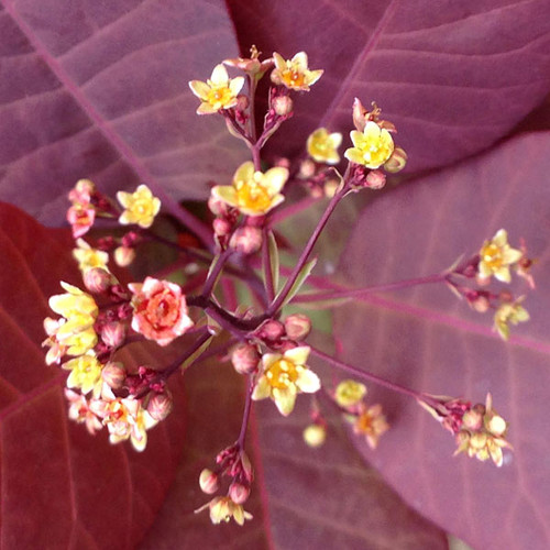 GRACE SMOKETREE (Cotinus grace) "Grace"