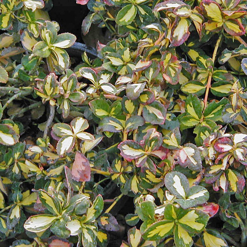 WINTERCREEPER Euonymus fortunei (Blondy)