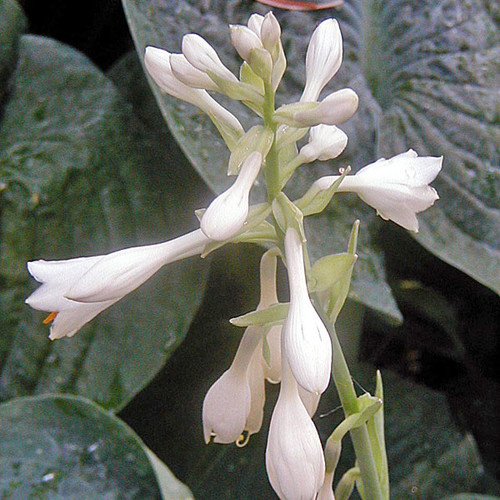 HOSTA (Hosta abiqua) Abiqua Drinking Gourd
