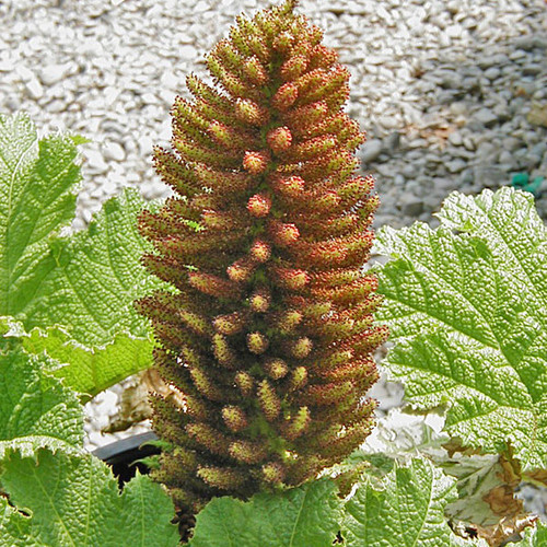 GIANT RHUBARB Gunnera manicata