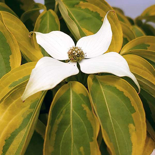 GOLD VARIEGATED CHINESE DOGWOOD Cornus kousa (Summer Gold)