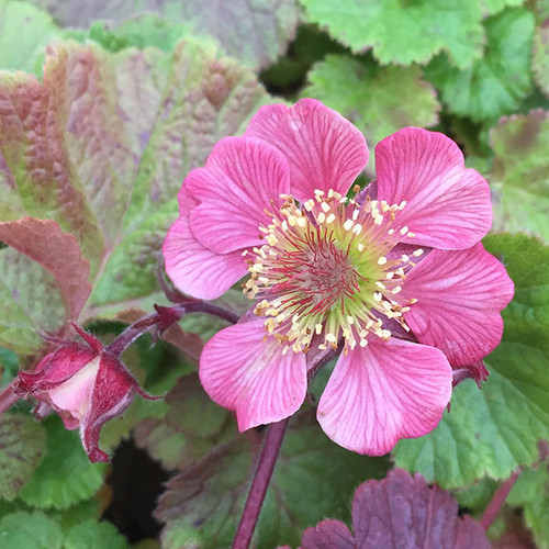 GEUM Geum  (Tempo Rose)
