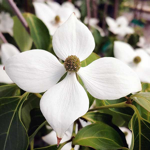 DOGWOOD Cornus kousa (Greensleeves)
