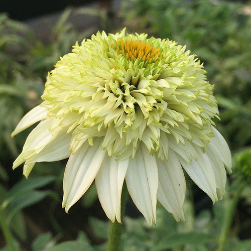 CONEFLOWER Echinacea  (Puff Vanilla)