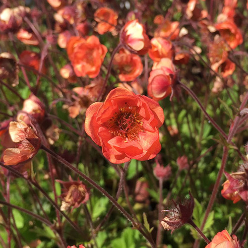 ORANGE GEUM Geum  (Tempo Orange)