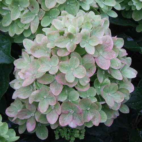PEE GEE HYDRANGEA Hydrangea paniculata (Little Lime)