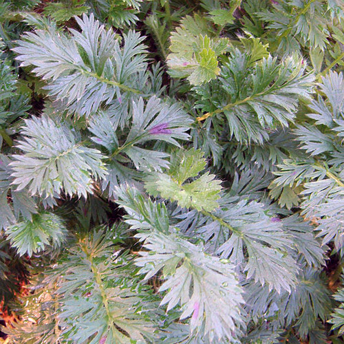 PRAIRIE SMOKE Geum triflorum