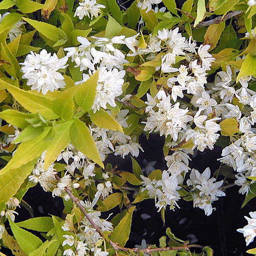 GOLD-LEAVED DEUTZIA Deutzia gracilis (Chardonnay Pearls)