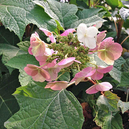 OAKLEAF HYDRANGEA Hydrangea quercifolia (Snow Queen)