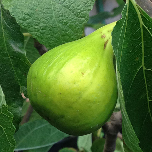 ITALIAN HONEY FIG Ficus carica (Lattarula)