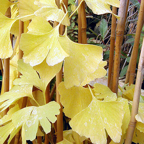 MAIDENHAIR TREE/GINKGO Ginkgo biloba