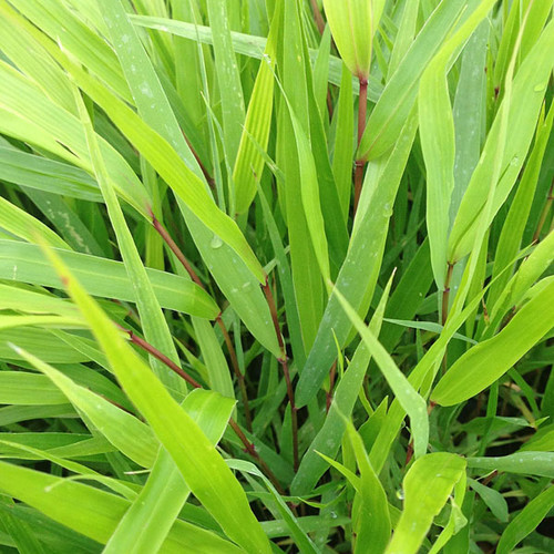 JAPANESE FOREST GRASS Hakonechloa macra (Beni Kaze)