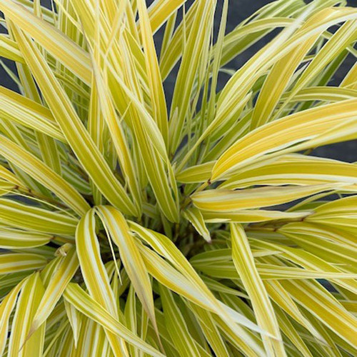 VARIEGATED JAPANESE FOREST GRASS