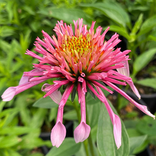 CONEFLOWER