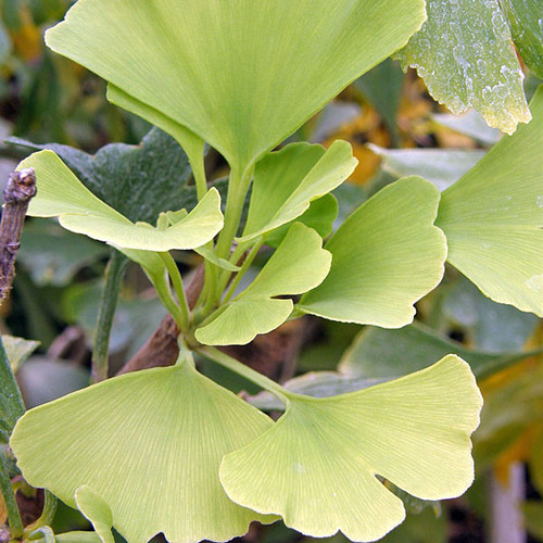 MALE GINKGO Ginkgo biloba (Magyar)