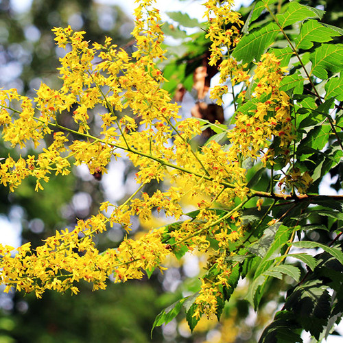 GOLDENRAIN TREE (Koelreuteria paniculata)