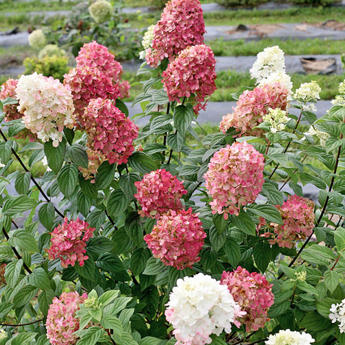 PEE GEE HYDRANGEA Hydrangea paniculata (Fire Light)