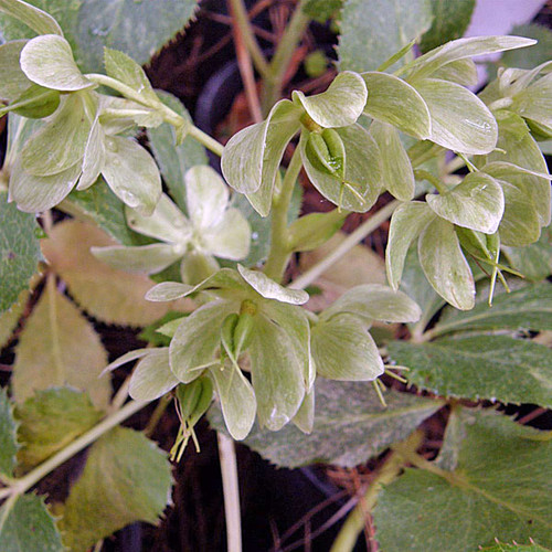 CORSICAN HELLEBORE Helleborus argutifolius (Pacific Frost)
