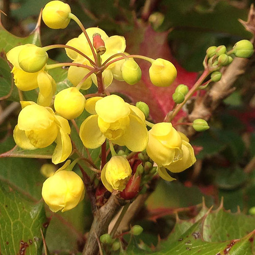 HYBRID MAHONIA Mahoberberis aquisargentii