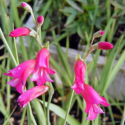 GLADIOLUS Gladiolus palustris