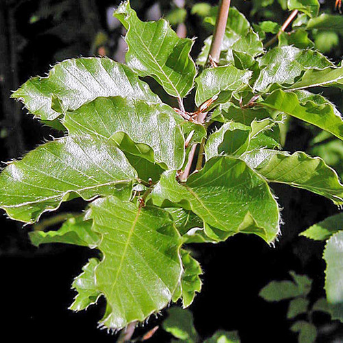 EUROPEAN BEECH Fagus sylvatica