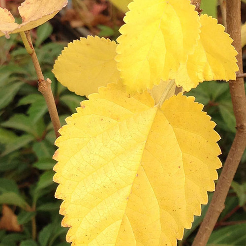 RED MULBERRY Morus rubra