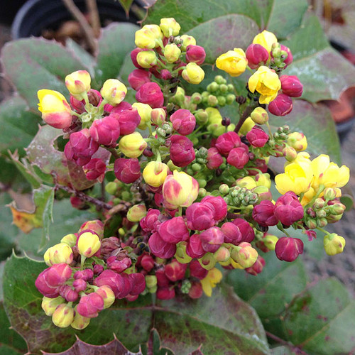 OREGON GRAPE Mahonia aquifolium