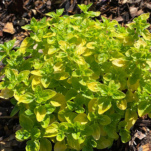 ORNAMENTAL OREGANO