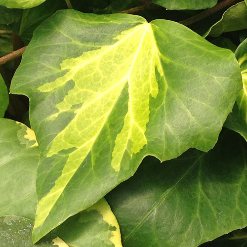 PERSIAN IVY Hedera colchica (Sulfur Heart)