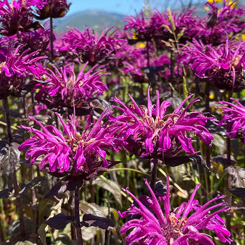 Bee Balm (Monarda didyma)  'Sugar Buzz Rockin' Raspberry'