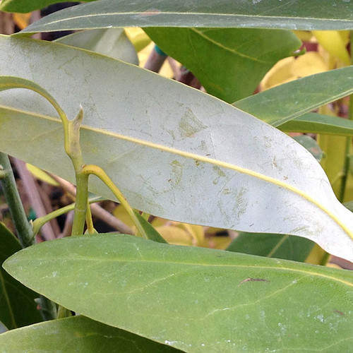SWEETBAY MAGNOLIA (Magnolia virginiana)
