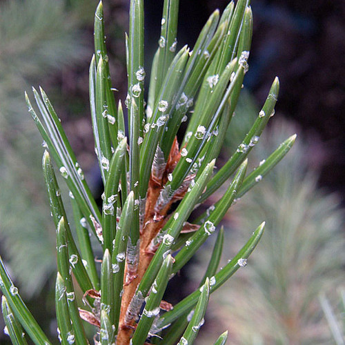 COLORADO BRISTLECONE Pinus aristata