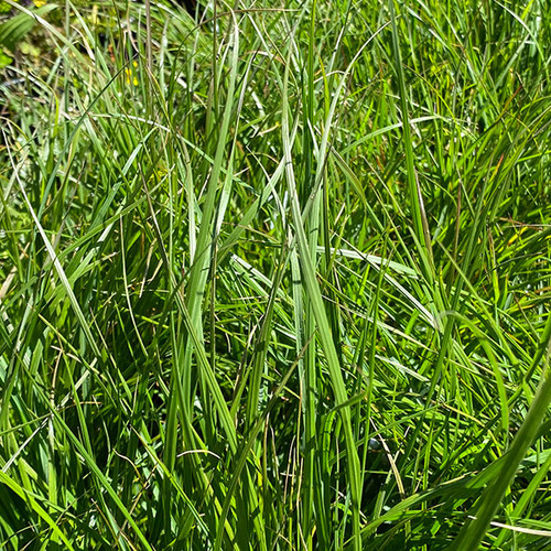 DWARF FOUNTAIN GRASS Pennisetum alopecuroides (Little Bunny)