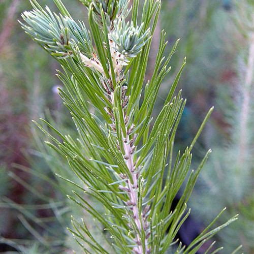 ALEPPO PINE Pinus halepensis