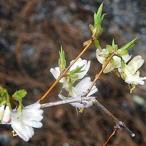 WINTER HONEYSUCKLE Lonicera fragrantissima