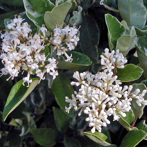 VARIEGATED WAXLEAF PRIVET Ligustrum japonicum (Variegatum)
