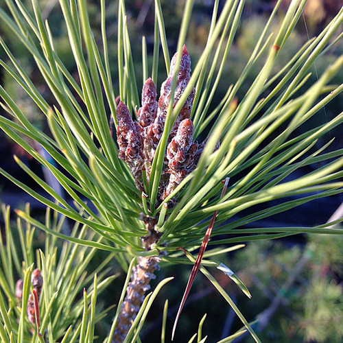KMX PINE Pinus attenuradiata
