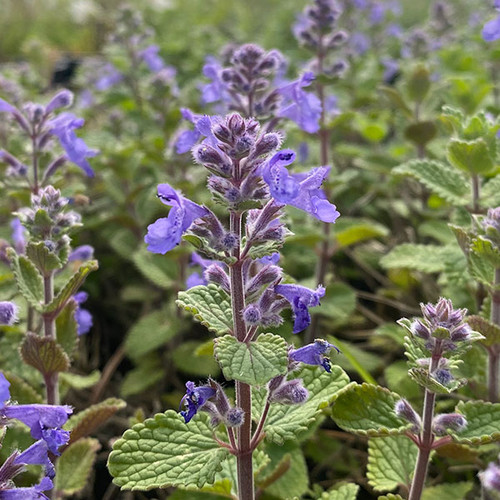LOW-GROWING CATMINT  (Nepeta) "Picture Purrfect"