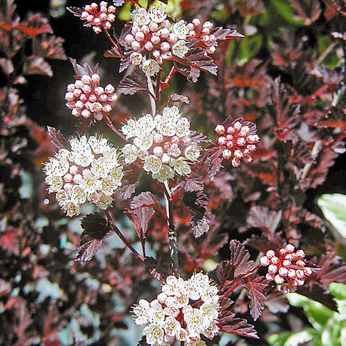 NINEBARK (Physocarpus opulifolius) "Summer Wine"
