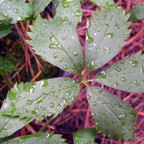 VIRGINIA CREEPER Parthenocissus inserta (vitacea)