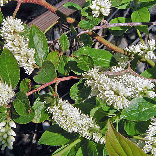 LITTLE HENRY SWEETSPIRE Itea virginica (Little Henry)