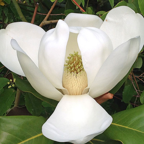 SOUTHERN MAGNOLIA Magnolia grandiflora (Brackens Brown Beauty)
