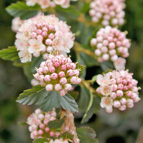 PURPLE-LEAVED NINEBARK (Physocarpus opulifolius) "Tiny Wine"